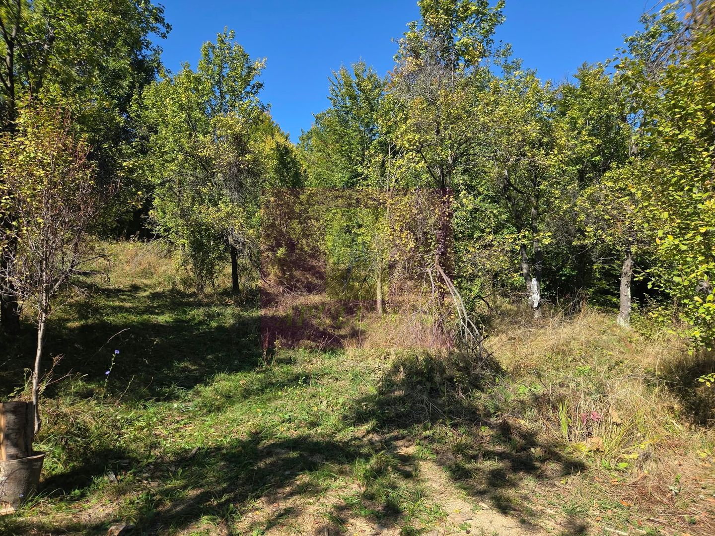 Teren extravilan de 10.452 mp de vanzare in Lunca Mare - imaginea 5