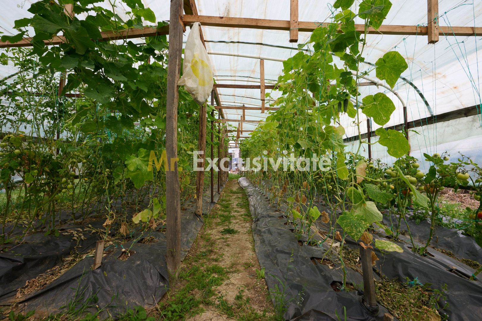 Casă cu teren generos – Vedea-Arges - imaginea 32