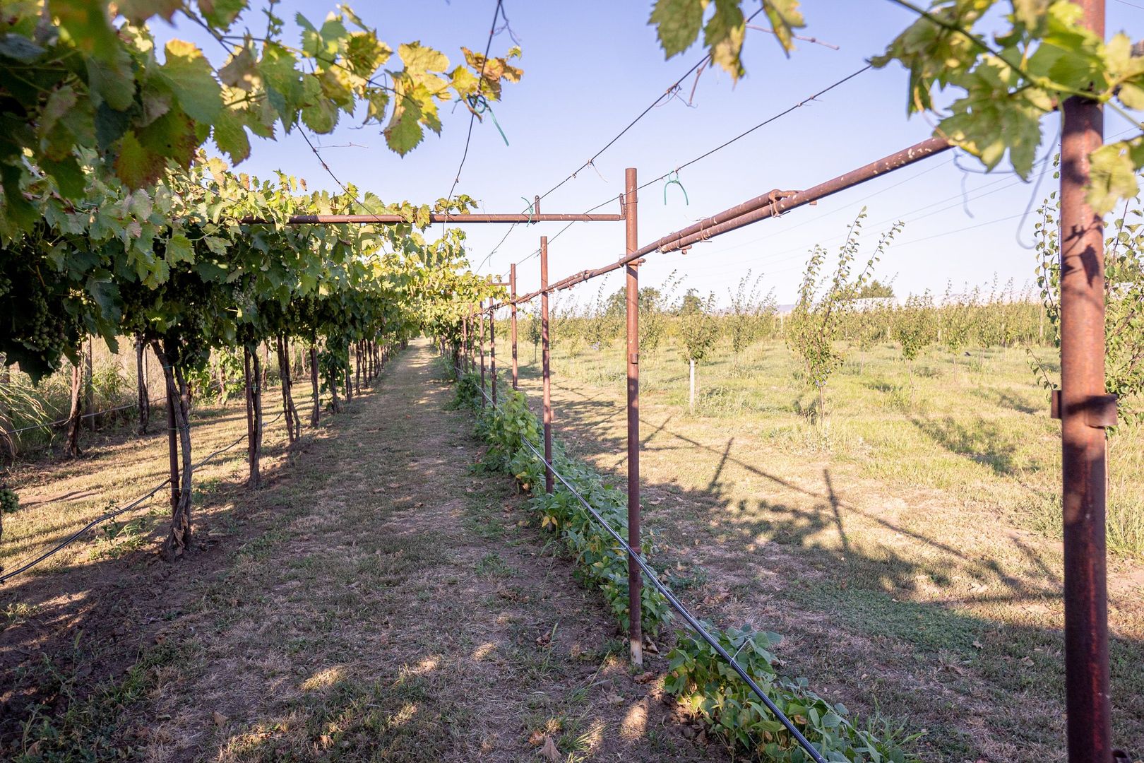 Casă de vânzare Furceni – 7 camere, teren 8.000 m - imaginea 27