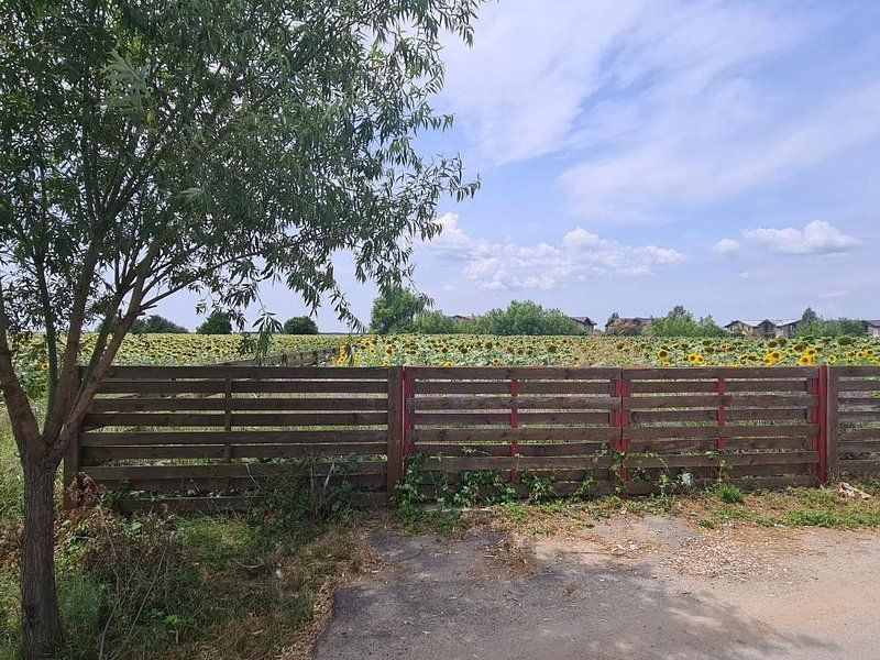 Balotesti str. Amurgului teren 5000 mp