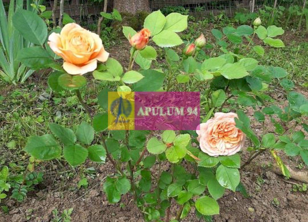 Casă de vânzare în Provița de Jos