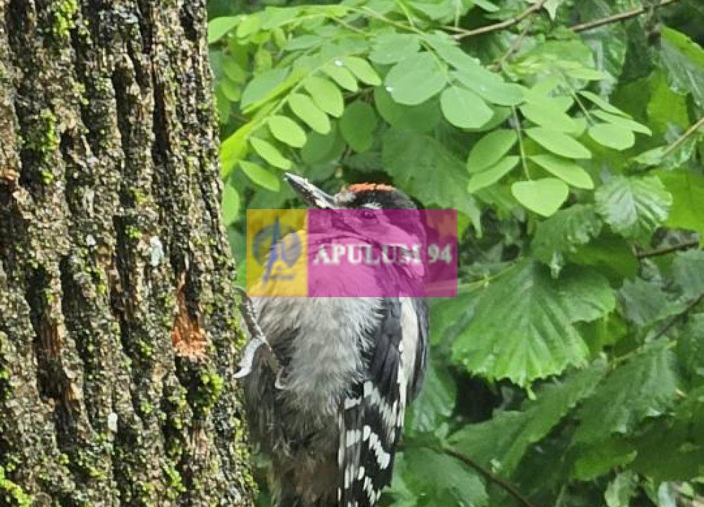 Casă de vânzare în Provița de Jos