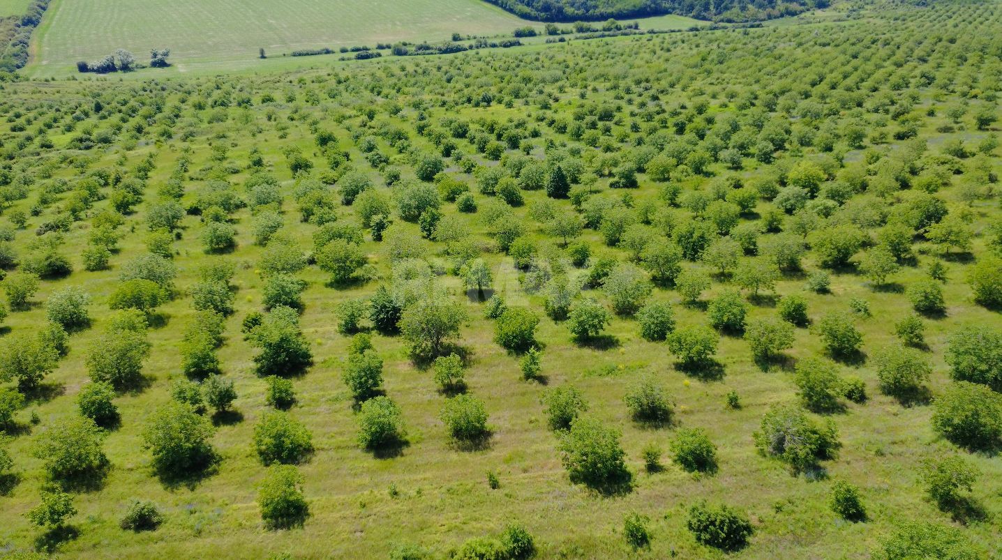 Teren Agricol, 11 HA, Bulăiești, Orhei - imaginea 4