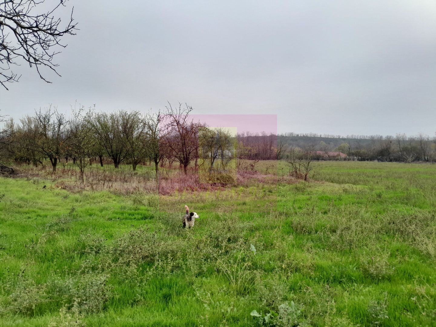 BARCANESTI (IL) - SE VINDE CASA + TEREN 16K MP - imaginea 51