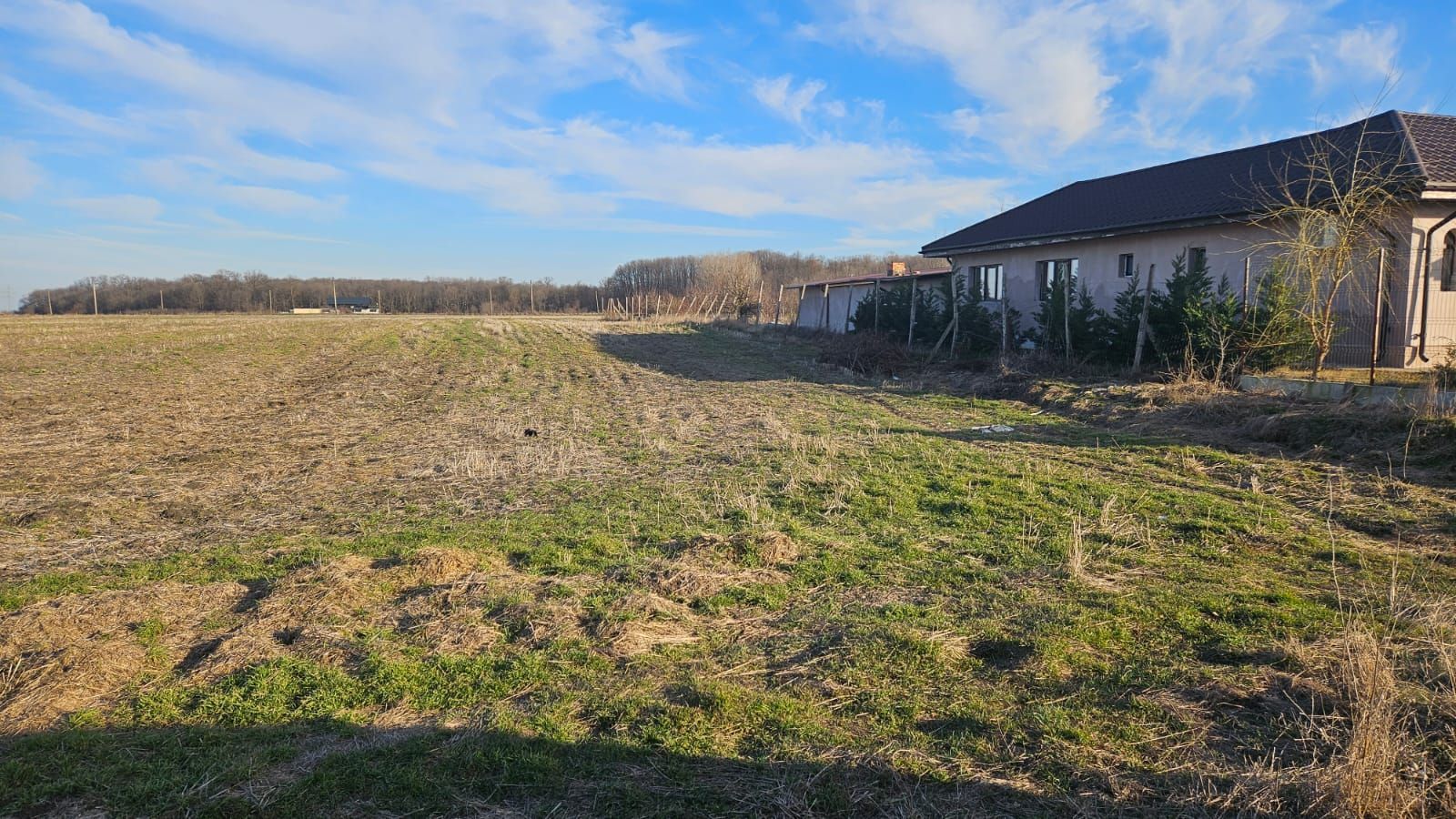 Vand teren cu suprafata de 26.000mp intravilan in Cornetu - Magurele - imaginea 3