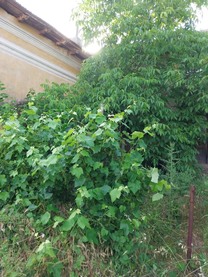 Casa 205 mp | Teren 2.379 mp | Potential comercial | Acces direct DN - imaginea 7