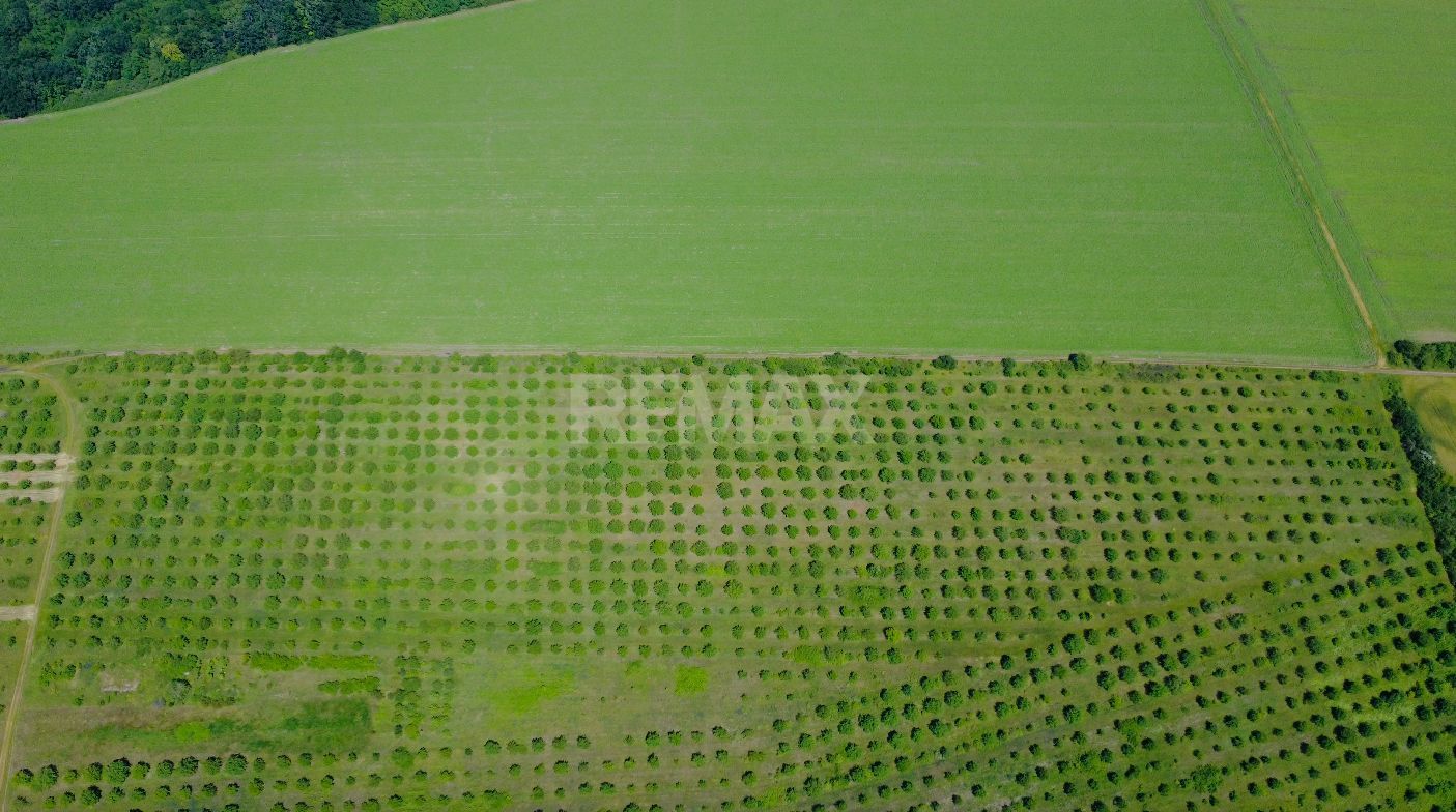 Teren Agricol, 11 HA, Bulăiești, Orhei - imaginea 3