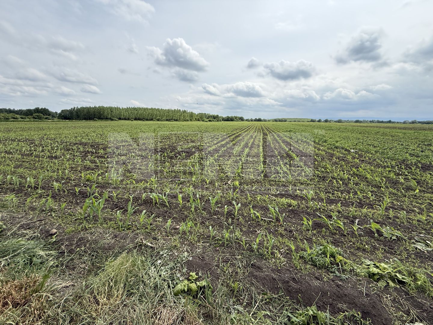 Teren extravilan de vânzare | Satu Mare, județul Suceava | 3.750 mp