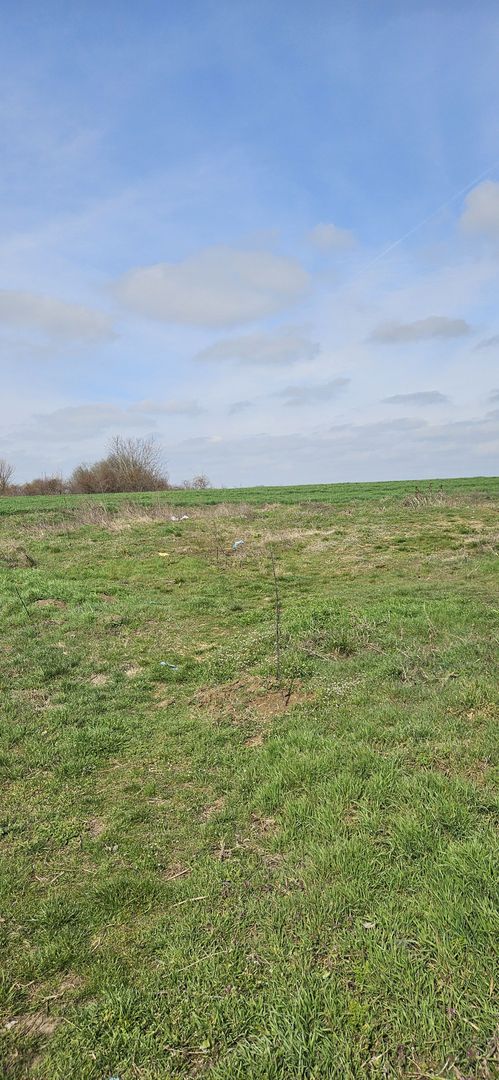 Afumati Balta Batal teren de vanzare 7000 mp - imaginea 5