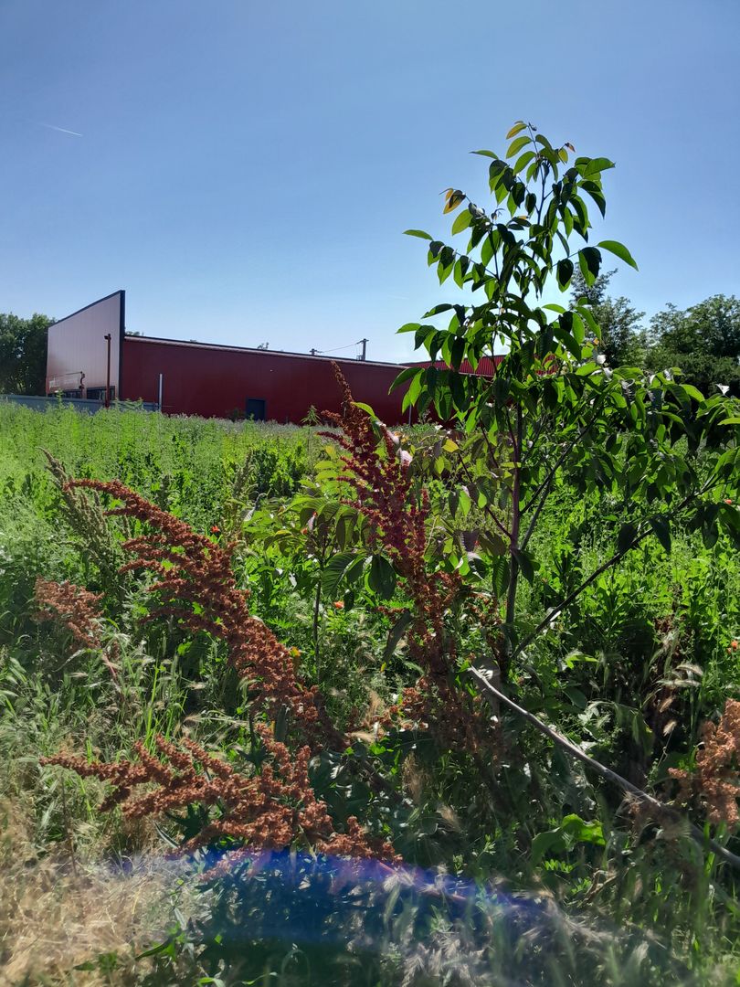 Movilita (IL)-teren de inch. 1800 mp stradal, 30 ml desch, langa Profi