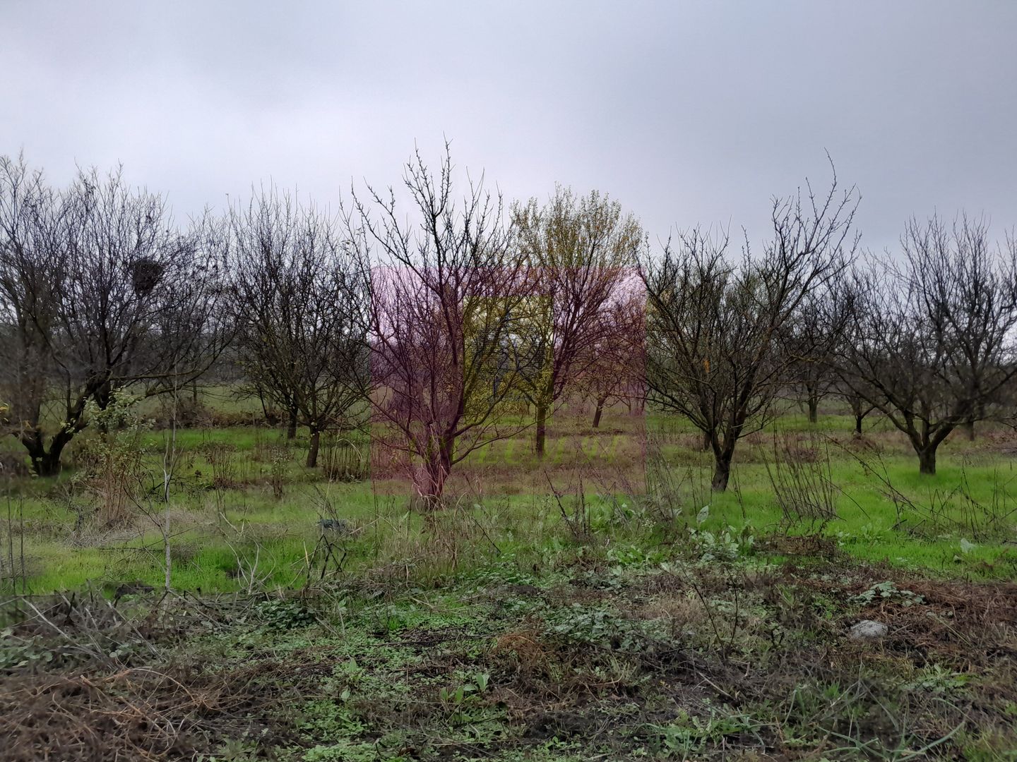 BARCANESTI (IL) - SE VINDE CASA + TEREN 16K MP - imaginea 53