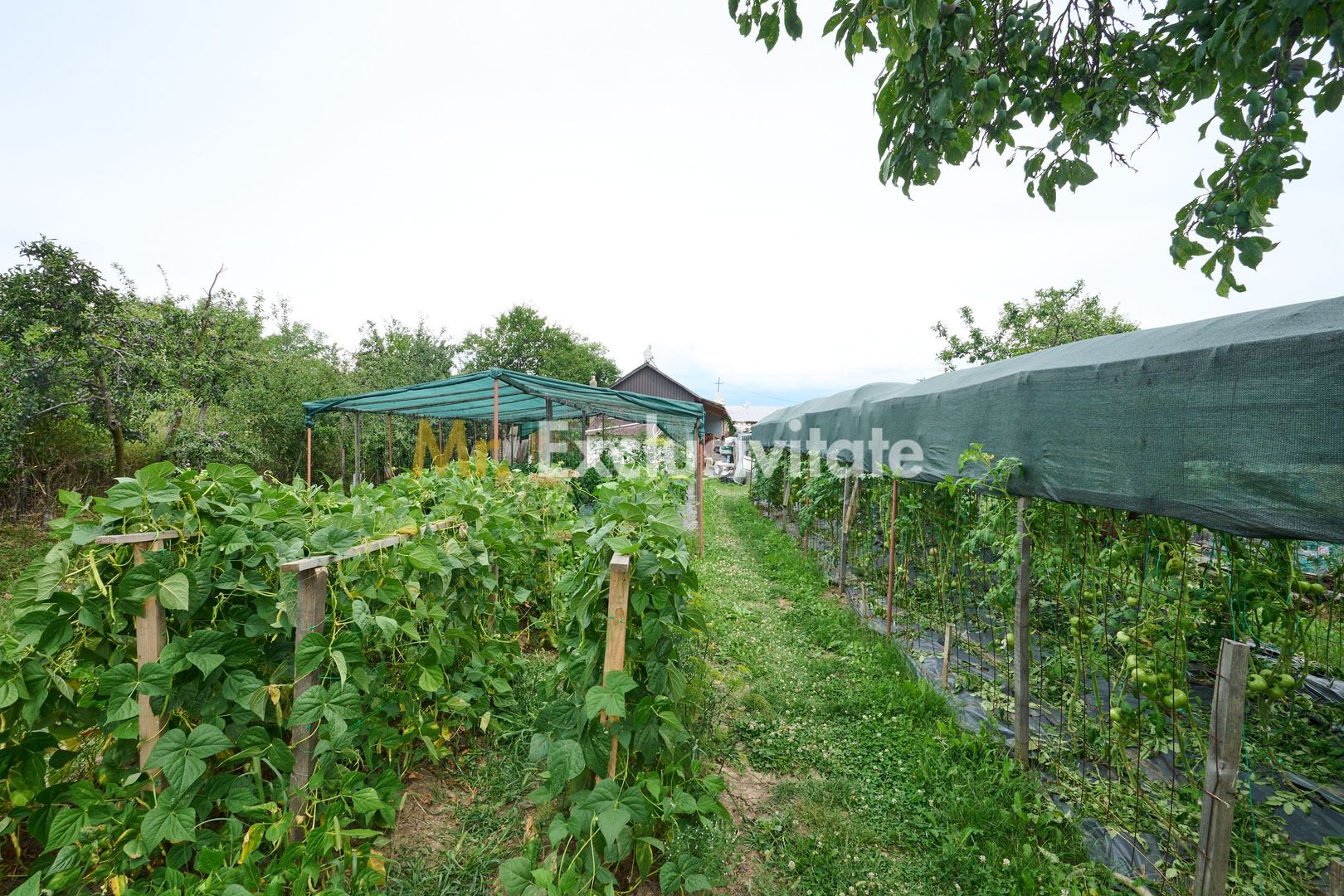 Casă cu teren generos – Vedea-Arges - imaginea 34