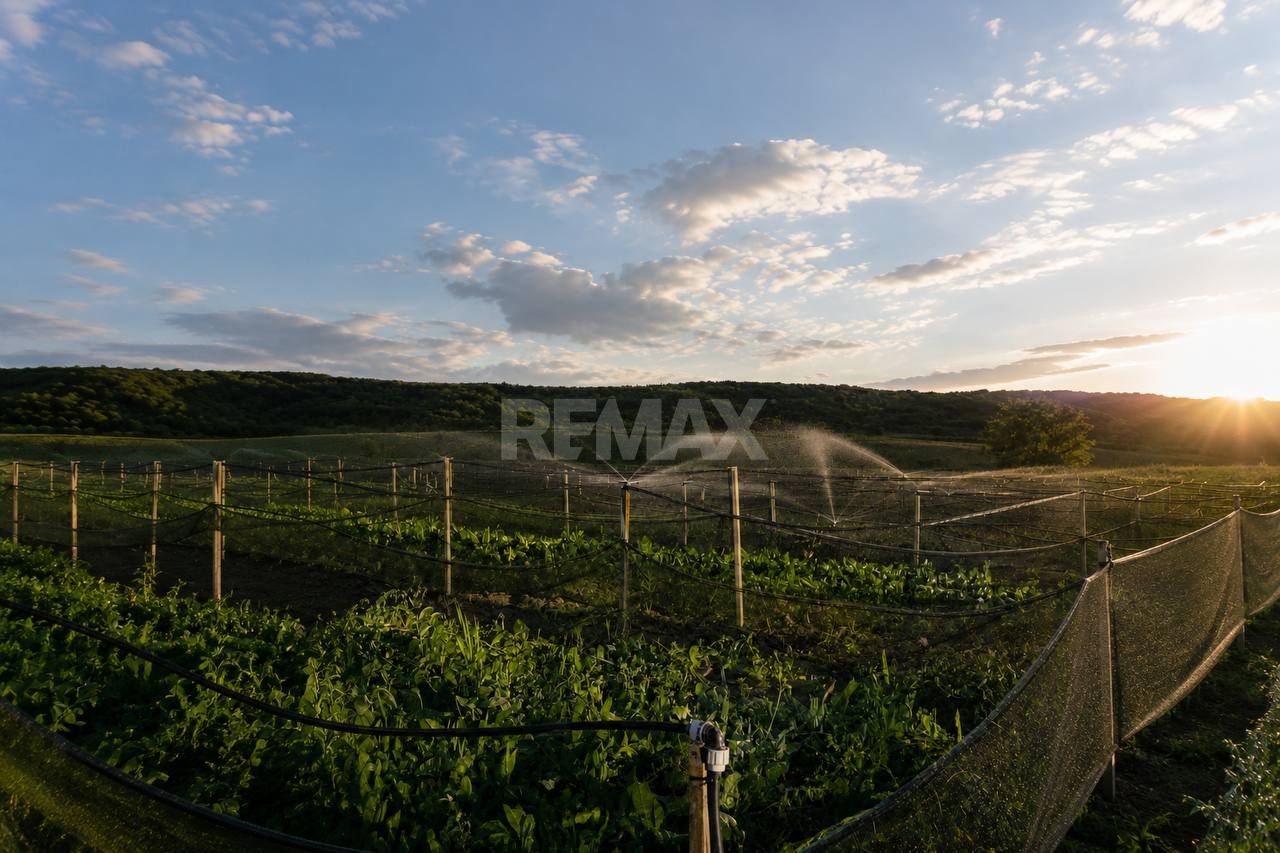 Teren agricol de vânzare – 6,8 hectare cu lac propriu și casă, Nisporeni - imaginea 2