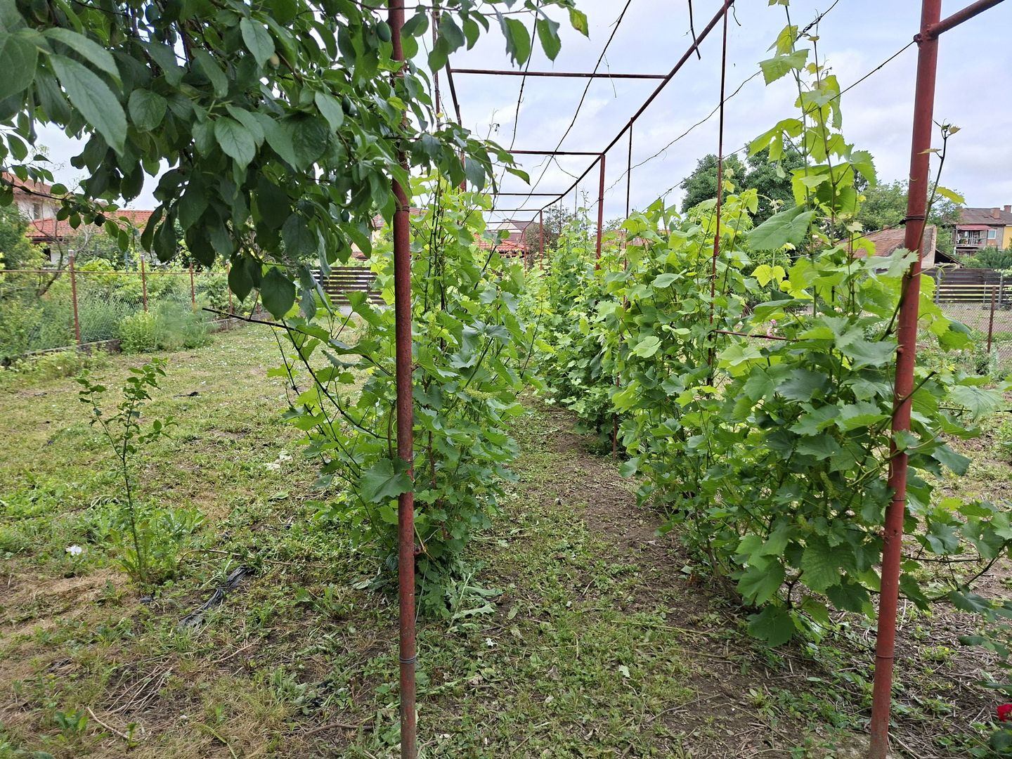 BRASADAS vinde casa individuala 8 cam 8.6a zona Baritiu. - imaginea 25
