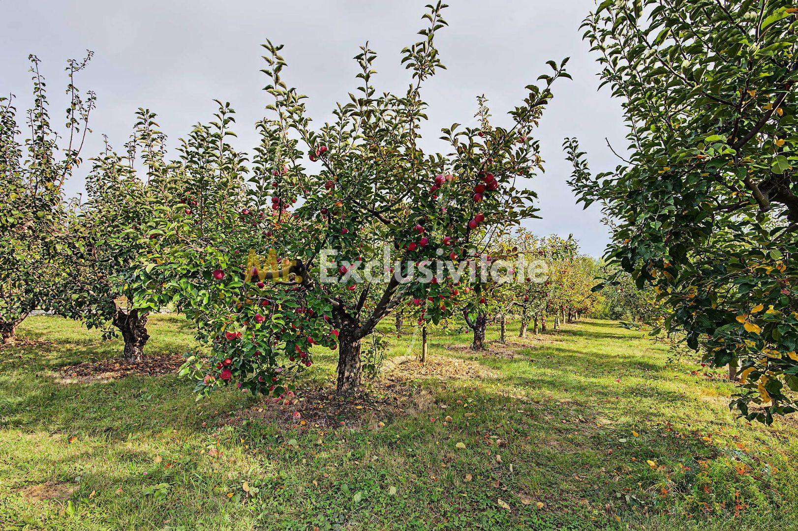 Casa individuala + teren 2.014 mp + livada Mioveni -Colibasi - imaginea 13