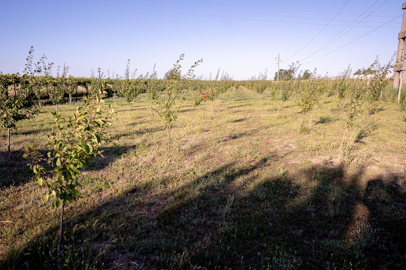 Casă de vânzare Furceni – 7 camere, teren 8.000 m - imaginea 29