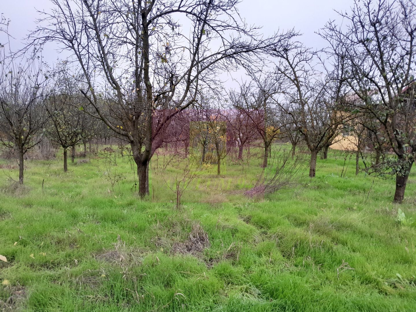 BARCANESTI (IL) - SE VINDE CASA + TEREN 16K MP - imaginea 64