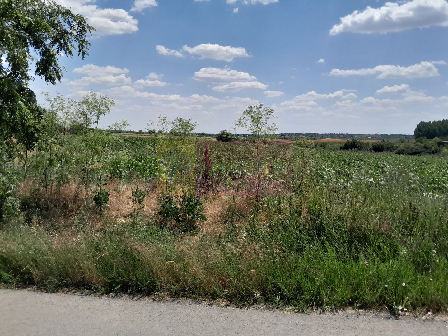 TEISOR (GR) - 2 TERENURI LIPITE (TOT. 16500 MP) DE VANZARE 90K EUR NEG