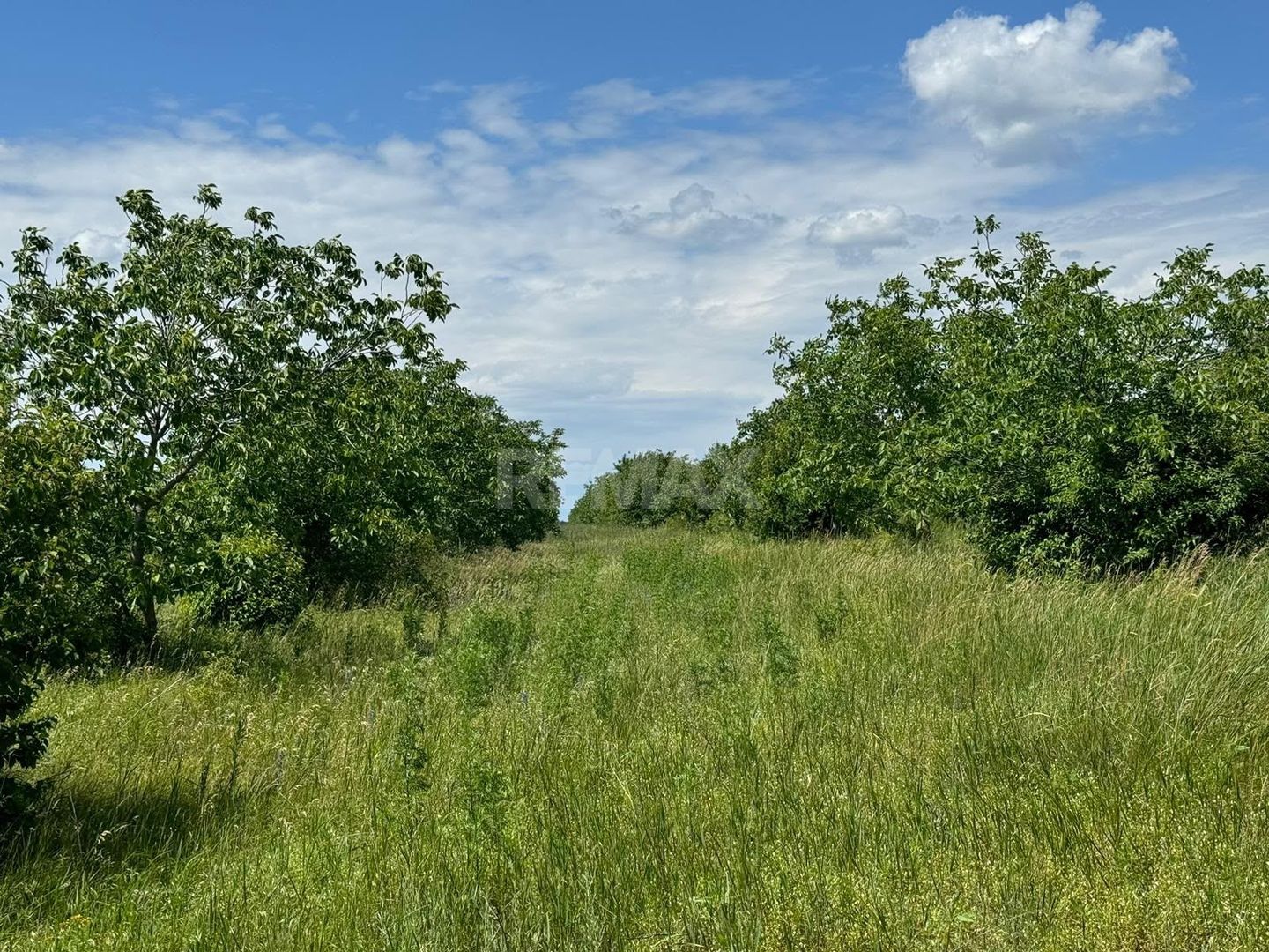 Teren Agricol, 11 HA, Bulăiești, Orhei - imaginea 5