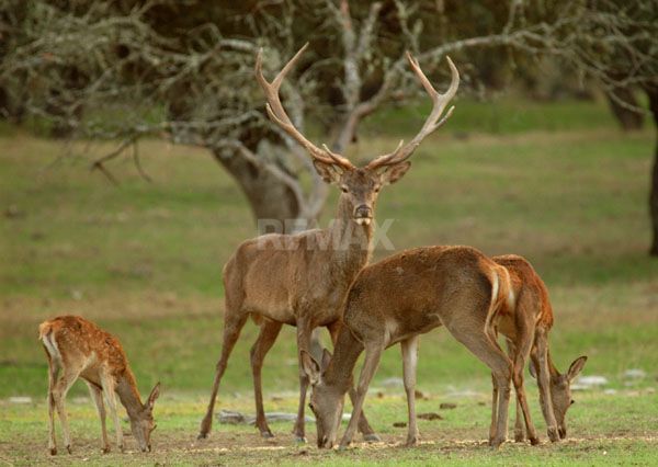 Casă cu priveliște spre pădure și 25,7 ari de teren – Hîrbovăț, r. Anenii Noi - imaginea 19