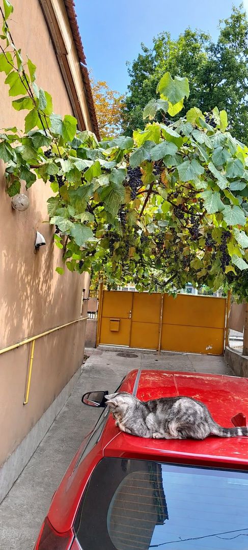 Casa individuala cu 5 camere in zona Dâmbovița din Timișoara - imaginea 11